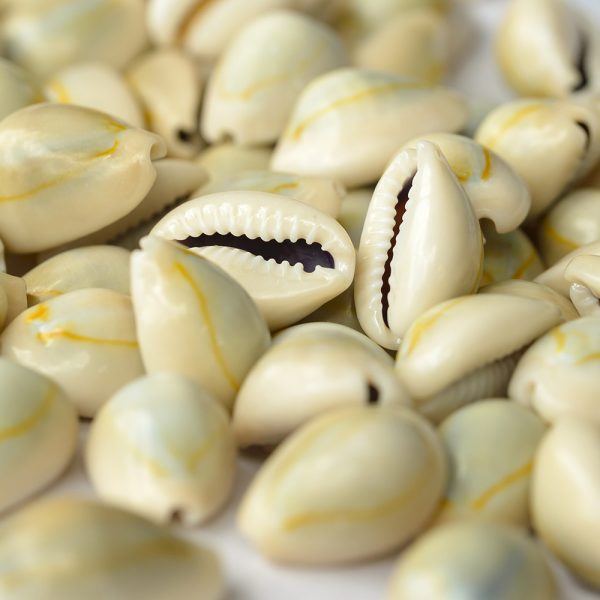 Cowry Shell - Exfoliates & Brightens - Image 2